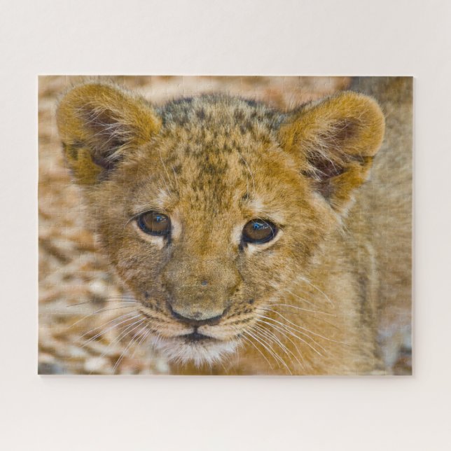 Puzzle Lion Cub Gros Chats. (Horizontal)