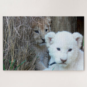 Puzzle Lion Cubs