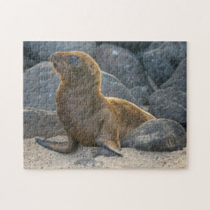 Puzzle Lion de mer des Galapagos