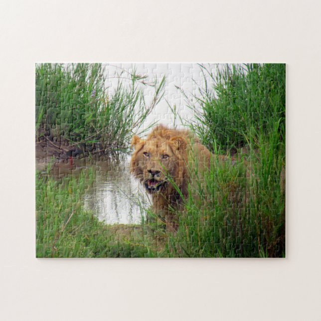 Puzzle lion regarde (Horizontal)