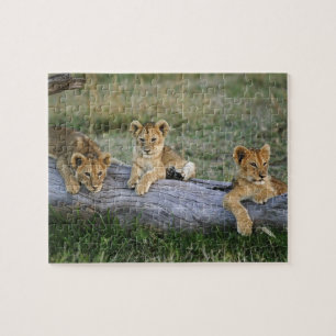 Puzzle Lionceaux sur rondin