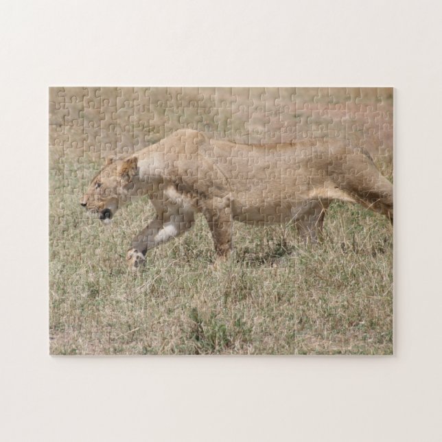Puzzle lionne en chasse (Horizontal)