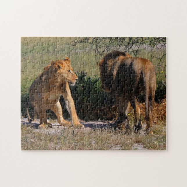 Puzzle Lions du désert du Kalahari Afrique Homme Femme (Horizontal)