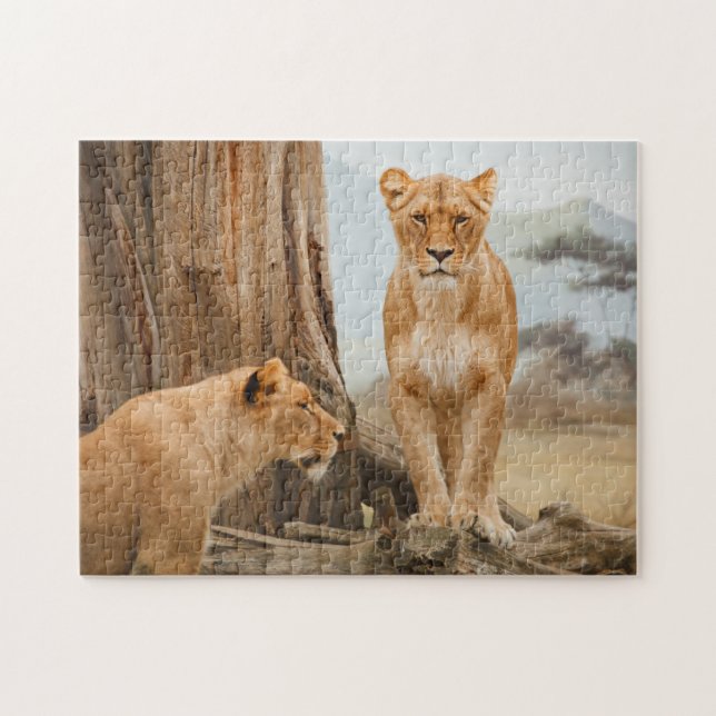 Puzzle Lions femelles scoutant aux arbres morts (Horizontal)