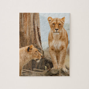 Puzzle Lions femelles scoutant aux arbres morts