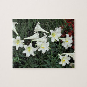 Puzzle Lis de Pâques (Lilium regale)