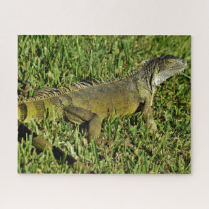 Puzzle Lizard d'Iguana vert en herbe