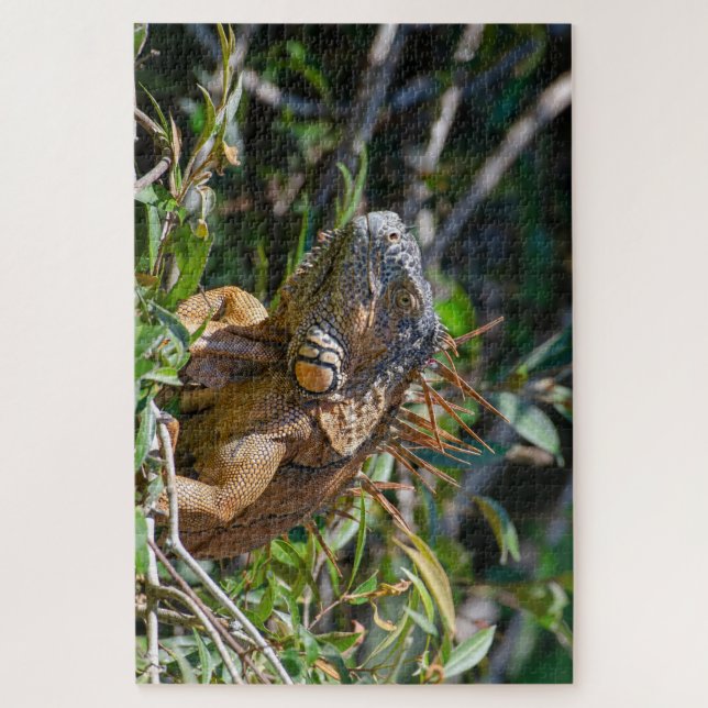 Puzzle Lizard d'orange, Belize Iguana (Vertical)