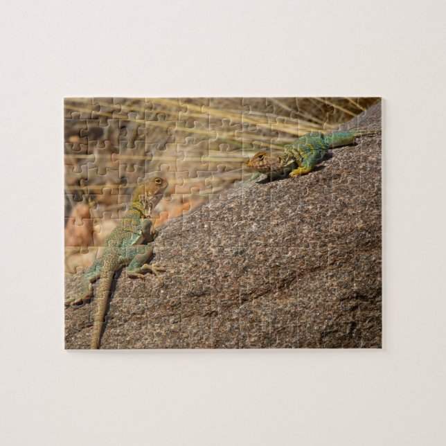 Puzzle Lizards à colliers occidentaux dans le Colorado (Horizontal)