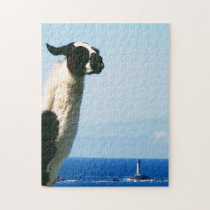 Puzzle Llama à Lands End, Cornouailles