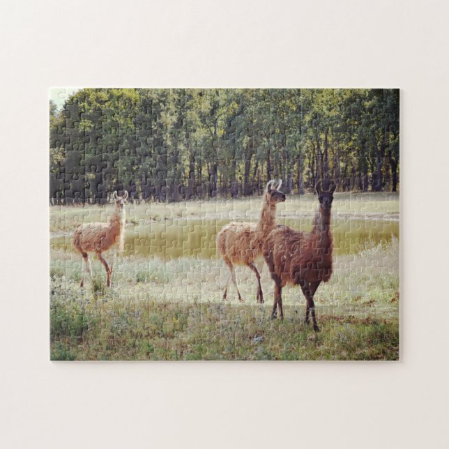 Puzzle Llamas par un casse-tête animal d'étang (Horizontal)