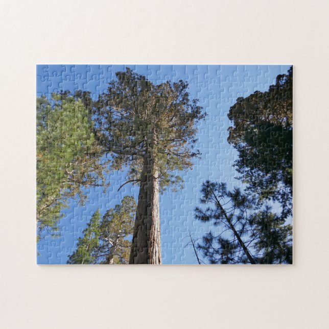 Puzzle Looking Up at Mariposa Grove (Horizontal)