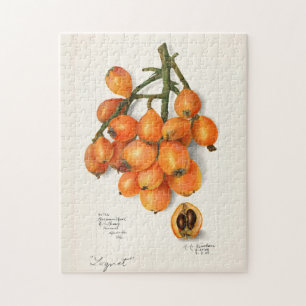 Puzzle Loquats (Eriobotrya Japon Peinture de fruits