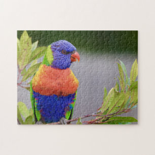 Puzzle Lorikeet Oiseau Perché Parrot Plumes animales