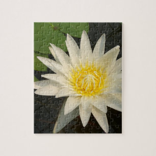 Puzzle lotus, fleur, nature, fleur, floraison, floral, pl