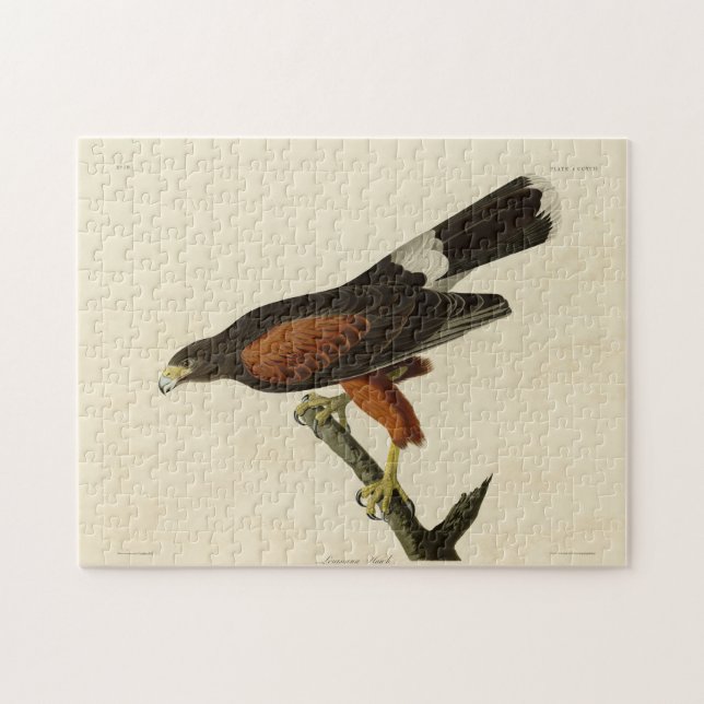 Puzzle Louisiane (Harris's) Hawk Audubon Birds of America (Horizontal)