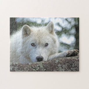 Puzzle LOUP ARCTIQUE 11x14 POUCES