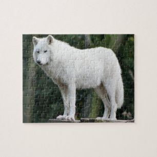 Puzzle Loup blanc majestueux observant au-dessus du