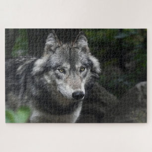 Puzzle Loup gris dans la nature