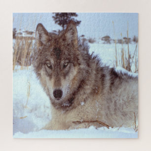 Puzzle Loup gris en hiver