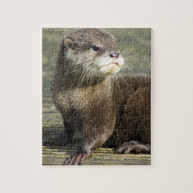 Puzzle Loutre mignonne de bébé (Vertical)