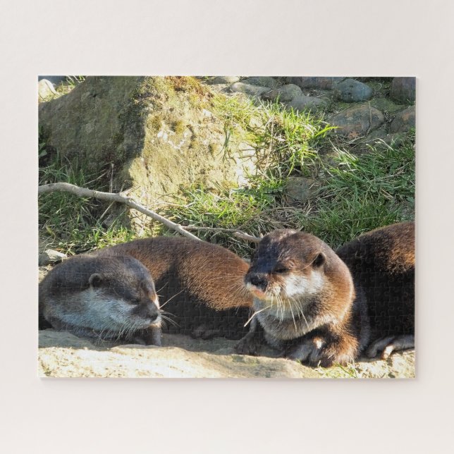 PUZZLE LOUTRES (Horizontal)