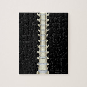 Puzzle Lumbar et Vertebrae Thoracique