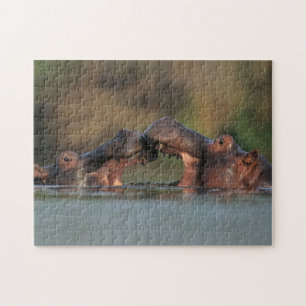 Puzzle Lutte contre les hippopotames (Hippopotame Amphibi