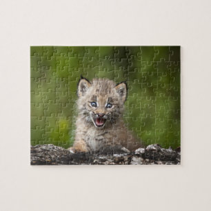 Puzzle Lynx Bébé (Lynx Canadensis) Surplombant Un