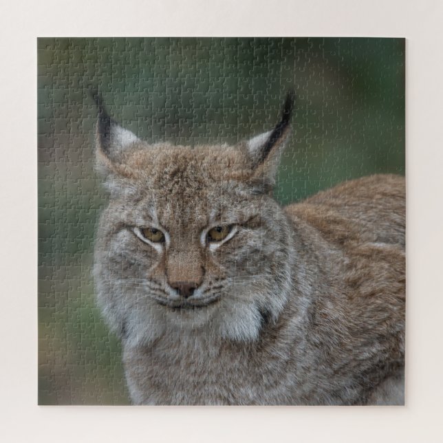 Puzzle Lynx Vous Regarde (Vertical)