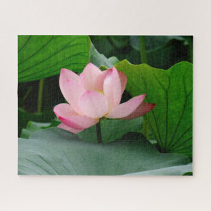Puzzle Lys d'eau