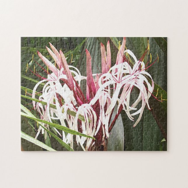 Puzzle Lys Queen Emma Crinum (Horizontal)