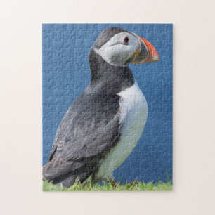 Puzzle Macareux Atlantique (Fratercula Arctica) Sur Une F