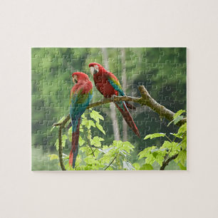 Puzzle Macaws à ailes vertes