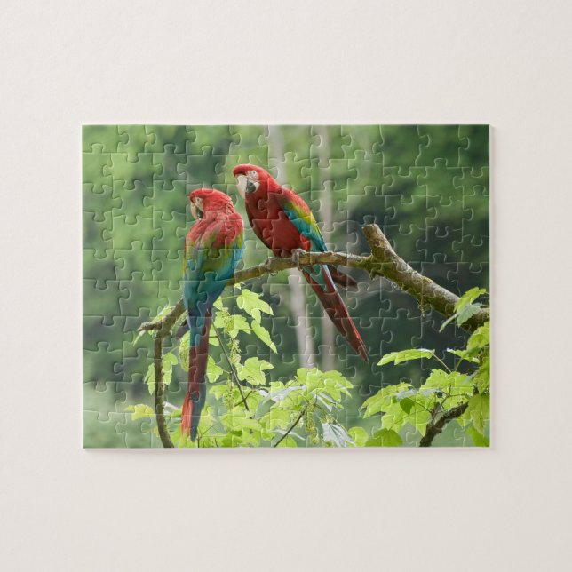 Puzzle Macaws à ailes vertes (Horizontal)