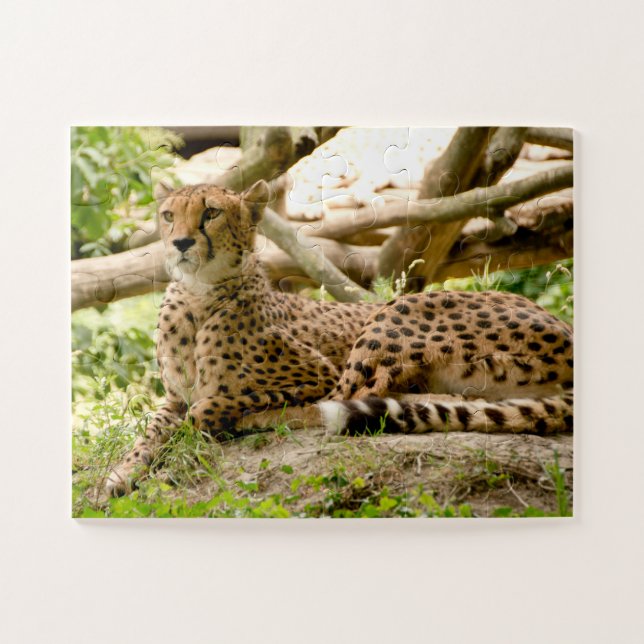 Puzzle Magnifique Cheetah Belle photo de chat (Horizontal)