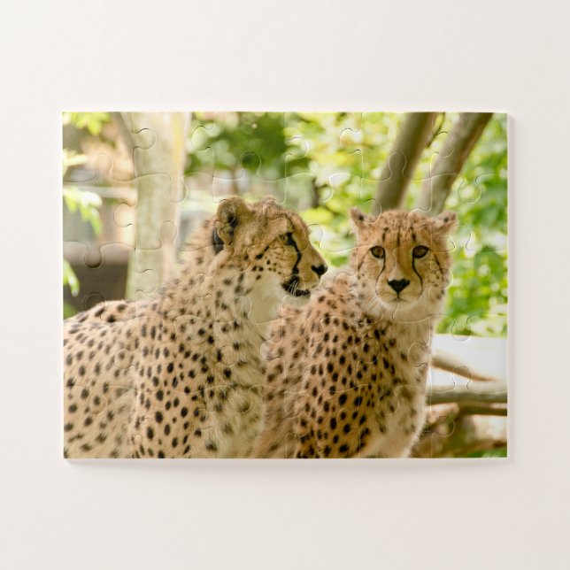 Puzzle Magnifique Cheetah Belle photo de chat (Horizontal)