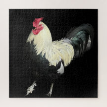 Magnifique Cockerel No 1