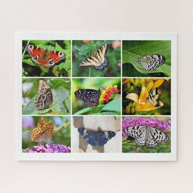 Puzzle Magnifique Collage de papillons, 9 photos, 10 ans (Horizontal)
