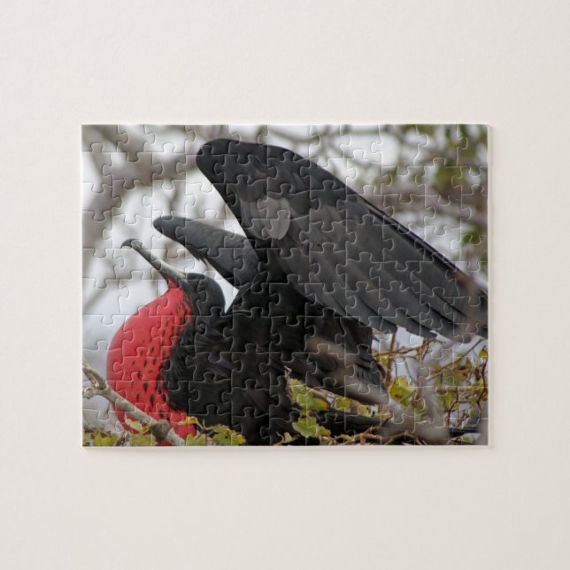 Puzzle Magnifique Frigate Bird (Horizontal)