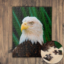 Majestic Bald Eagle