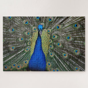 Puzzle Majestic Peacock