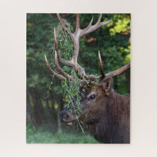 Puzzle Majestueux Taureau Qui Se Montre Pour Les Vaches