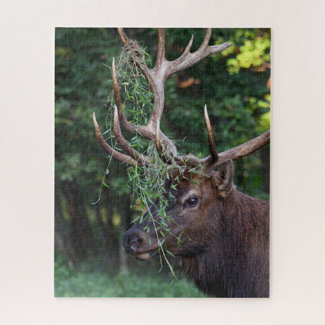 Puzzle Majestueux Taureau Qui Se Montre Pour Les Vaches (Vertical)