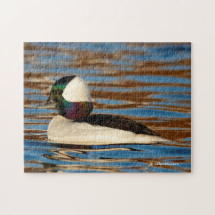 Puzzle Male Bufflehead dans le soleil de l'après-midi