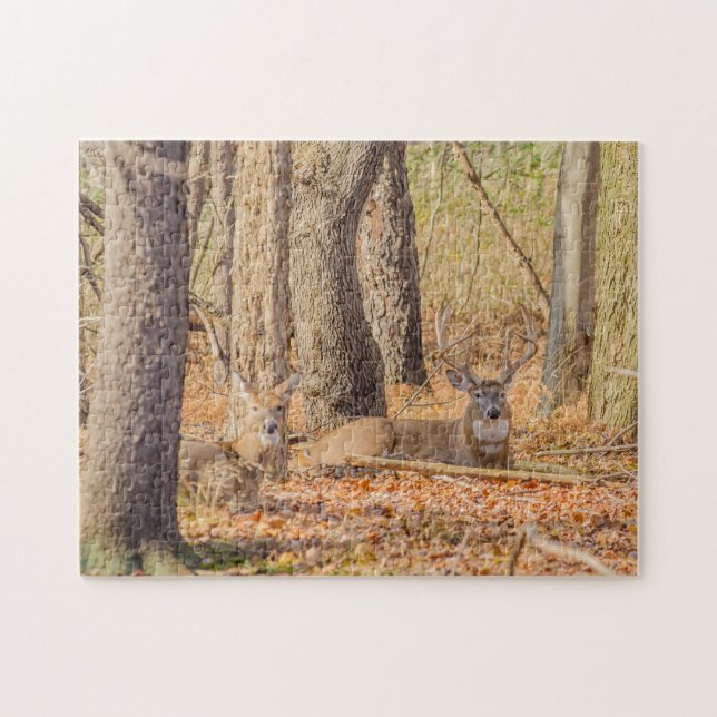 Puzzle Mâle et daine de cerf de Virginie (Horizontal)