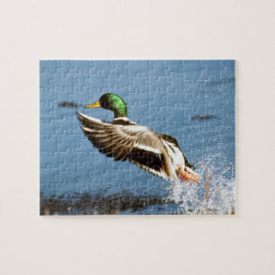 Puzzle Mallard Drake