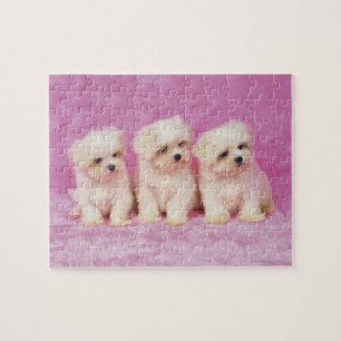Puzzle Maltese Dog ; est une petite race de chien blanc q