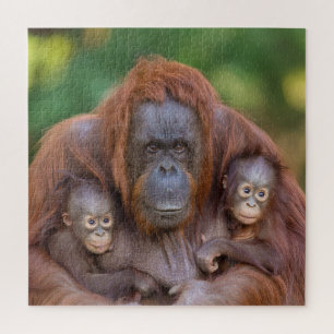 Puzzle Maman Orangoutane Surveillant Deux Bébés