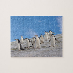 Puzzle Manchots à Collier Pygoscelis Antarctica